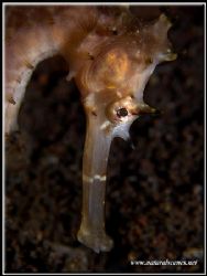 Why do Sea Horses always look down on you? by Yves Antoniazzo 